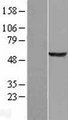 IOP1 / NARFL Protein - Western validation with an anti-DDK antibody * L: Control HEK293 lysate R: Over-expression lysate