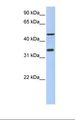 IPCEF1 / PIP3E Antibody - 721_B cell lysate. Antibody concentration: 1.0 ug/ml. Gel concentration: 12%.  This image was taken for the unconjugated form of this product. Other forms have not been tested.