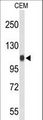 IPO11 / Importin 11 Antibody - Western blot of IPO11 Antibody in CEM cell line lysates (35 ug/lane). IPO11 (arrow) was detected using the purified antibody.