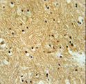 IPO9 / Importin 9 Antibody - IPO9 Antibody immunohistochemistry of formalin-fixed and paraffin-embedded human brain tissue followed by peroxidase-conjugated secondary antibody and DAB staining.
