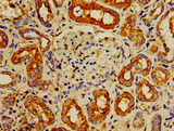 IPP Antibody - Immunohistochemistry image of paraffin-embedded human kidney tissue at a dilution of 1:100