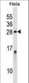 IPP2 / PPP1R2 Antibody - PPP1R2 Antibody western blot of HeLa cell line lysates (35 ug/lane). The PPP1R2 antibody detected the PPP1R2 protein (arrow).