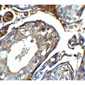 IQCF2 Antibody - Immunohistochemistry of IQCF2 in human testis tissue with IQCF2 antibody at 5 µg/mL.