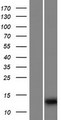 IQCF6 Protein - Western validation with an anti-DDK antibody * L: Control HEK293 lysate R: Over-expression lysate