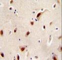IQCJ Antibody - IQCJ Antibody immunohistochemistry of formalin-fixed and paraffin-embedded human brain tissue followed by peroxidase-conjugated secondary antibody and DAB staining.