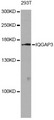 IQGAP3 Antibody - Western blot analysis of extracts of 293T cells, using IQGAP3 antibody at 1:1000 dilution. The secondary antibody used was an HRP Goat Anti-Rabbit IgG (H+L) at 1:10000 dilution. Lysates were loaded 25ug per lane and 3% nonfat dry milk in TBST was used for blocking. An ECL Kit was used for detection and the exposure time was 90s.