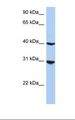 IRF1 / MAR Antibody - HepG2 cell lysate. Antibody concentration: 1.2 ug/ml. Gel concentration: 12%.  This image was taken for the unconjugated form of this product. Other forms have not been tested.