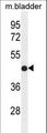 IRF2 Antibody - IRF2 Antibody western blot of mouse bladder tissue lysates (35 ug/lane). The IRF2 antibody detected the IRF2 protein (arrow).