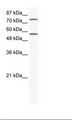 IRF4 Antibody - Jurkat Cell Lysate.  This image was taken for the unconjugated form of this product. Other forms have not been tested.