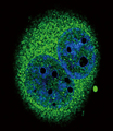 IRF5 Antibody - Confocal immunofluorescence of IRF5 Antibody with A549 cell followed by Alexa Fluor 489-conjugated goat anti-rabbit lgG (green). DAPI was used to stain the cell nuclear (blue).