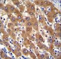 IRGM / LRG-47 Antibody - IRGM Antibody immunohistochemistry of formalin-fixed and paraffin-embedded human liver tissue followed by peroxidase-conjugated secondary antibody and DAB staining.