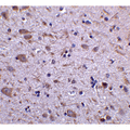 IRGM / LRG-47 Antibody - Immunohistochemistry of CD4 in human thymus tissue with CD4 antibody at 5 µg/ml.