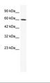 IRX1 Antibody - HepG2 Cell Lysate.  This image was taken for the unconjugated form of this product. Other forms have not been tested.