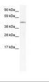 IRX3 Antibody - NIH 3T3 Cell Lysate.  This image was taken for the unconjugated form of this product. Other forms have not been tested.
