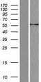 IRX6 Protein - Western validation with an anti-DDK antibody * L: Control HEK293 lysate R: Over-expression lysate