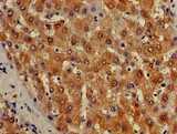 ISCA1 Antibody - Immunohistochemistry of paraffin-embedded human liver tissue using ISCA1 Antibody at dilution of 1:100