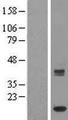 ISCA1 Protein - Western validation with an anti-DDK antibody * L: Control HEK293 lysate R: Over-expression lysate