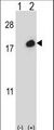 ISG15 Antibody - Western blot of ISG15 (arrow) using rabbit polyclonal ISG15 Antibody (C-term N151). 293 cell lysates (2 ug/lane) either nontransfected (Lane 1) or transiently transfected (Lane 2) with the ISG15 gene.