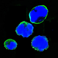 ISLET-1 / ISL1 Antibody - Confocal immunofluorescence of HEK293 cells transfected with full-length ISL1-hIgGFc using ISL1 mouse monoclonal antibody (green). Blue: DRAQ5 fluorescent DNA dye.