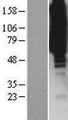ISYNA1 Protein - Western validation with an anti-DDK antibody * L: Control HEK293 lysate R: Over-expression lysate