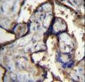 ITGA5/Integrin Alpha 5/CD49e Antibody - ITGA5 Antibody immunohistochemistry of formalin-fixed and paraffin-embedded human placenta tissue followed by peroxidase-conjugated secondary antibody and DAB staining.