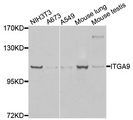 ITGA9 / Integrin Alpha 9 Antibody - Western blot analysis of extracts of various cells.