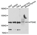 ITGAE / CD103 Antibody - Western blot analysis of extracts of various cells.