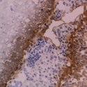 ITGB4 / Integrin Beta 4 Antibody - Staining of human tonsil cryostat section with Mouse anti-human CD104 (MOUSE ANTI HUMAN CD104).  This image was taken for the unmodified form of this product. Other forms have not been tested.