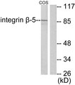 ITGB5 / Integrin Beta 5 Antibody - Western blot analysis of lysates from COS7 cells, using Integrin beta5 Antibody. The lane on the right is blocked with the synthesized peptide.