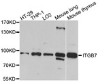 ITGB7 / Integrin Beta 7 Antibody - Western blot analysis of extracts of various cells.