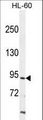 ITIH1 Antibody - ITIH1 Antibody western blot of HL-60 cell line lysates (35 ug/lane). The ITIH1 antibody detected the ITIH1 protein (arrow).
