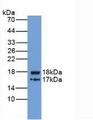 ITIH4 Antibody - Western Blot;Sample: Recombinant ITIH4, Human