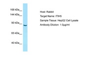 ITIH5 Antibody -  This image was taken for the unconjugated form of this product. Other forms have not been tested.