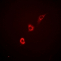 ITPKA Antibody - Immunofluorescent analysis of ITPKA staining in HepG2 cells. Formalin-fixed cells were permeabilized with 0.1% Triton X-100 in TBS for 5-10 minutes and blocked with 3% BSA-PBS for 30 minutes at room temperature. Cells were probed with the primary antibody in 3% BSA-PBS and incubated overnight at 4 °C in a hidified chamber. Cells were washed with PBST and incubated with Alexa Fluor 647-conjugated secondary antibody (red) in PBS at room temperature in the dark.