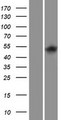 ITPKA Protein - Western validation with an anti-DDK antibody * L: Control HEK293 lysate R: Over-expression lysate