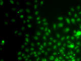 IWS1 Antibody - Immunofluorescence analysis of A549 cells.