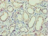 IZUMO4 Antibody - Immunohistochemistry of paraffin-embedded human kidney tissue using antibody at 1:100 dilution.  This image was taken for the unconjugated form of this product. Other forms have not been tested.