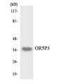 JCG1 / OR5P3 Antibody - Western blot analysis of the lysates from HeLa cells using OR5P3 antibody.