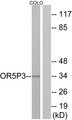 JCG1 / OR5P3 Antibody - Western blot analysis of lysates from COLO cells, using OR5P3 Antibody. The lane on the right is blocked with the synthesized peptide.