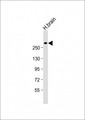 JMJD1C Antibody - Anti-JMJD1C Antibody (C-Term) at 1:1000 dilution + human brain lysate Lysates/proteins at 20 µg per lane. Secondary Goat Anti-Rabbit IgG, (H+L), Peroxidase conjugated at 1/10000 dilution. Predicted band size: 285 kDa Blocking/Dilution buffer: 5% NFDM/TBST.