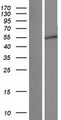 JMJD4 Protein - Western validation with an anti-DDK antibody * L: Control HEK293 lysate R: Over-expression lysate