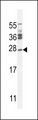 JOSD2 Antibody - Western blot of lysates from HT-1080, A549 cell line (from left to right), using JOSD2 Antibody. Antibody was diluted at 1:1000 at each lane. A goat anti-rabbit IgG H&L (HRP) at 1:5000 dilution was used as the secondary antibody. Lysates at 35ug per lane.