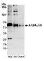 JUB / Ajuba Antibody - Detection of human AJUBA/JUB by western blot. Samples: Whole cell lysate (50 µg) from HeLa, HEK293T, and Jurkat cells prepared using NETN lysis buffer. Antibody: Affinity purified rabbit anti-AJUBA/JUB antibody used for WB at 1 µg/ml. Detection: Chemiluminescence with an exposure time of 3 minutes.