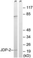 JUNDM2 / JDP2 Antibody - Western blot analysis of lysates from Jurkat cells, using JDP-2 Antibody. The lane on the right is blocked with the synthesized peptide.