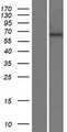 KBTBD11 Protein - Western validation with an anti-DDK antibody * L: Control HEK293 lysate R: Over-expression lysate