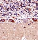 KCNA1 / Kv1.1 Antibody - KCNA1 Antibody immunohistochemistry of formalin-fixed and paraffin-embedded human cerebellum tissue followed by peroxidase-conjugated secondary antibody and DAB staining.