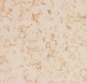 KCNB1 / Kv2.1 Antibody - Kv2.1 antibody IHC-frozen: Rat Brain Tissue.