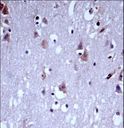 KCNC1 / Kv3.1 Antibody - KCNC1 Antibody immunohistochemistry of formalin-fixed and paraffin-embedded human brain tissue followed by peroxidase-conjugated secondary antibody and DAB staining.