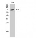KCND1 / Kv4.1 Antibody - Western blot of KV4.1 antibody