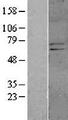 KCND1 / Kv4.1 Protein - Western validation with an anti-DDK antibody * L: Control HEK293 lysate R: Over-expression lysate